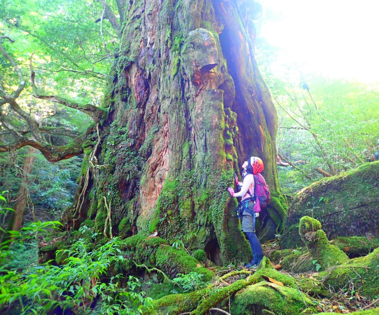Yakushima Cottage Morino Fairy All Cotage With Open-Air Bath Екстер'єр фото